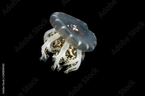 Upside-down jellyfish, Cassiopea andromeda is a type of jellyfish that usually lives in intertidal sand or mud flats