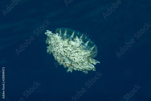 Upside-down jellyfish, Cassiopea andromeda is a type of jellyfish that usually lives in intertidal sand or mud flats photo