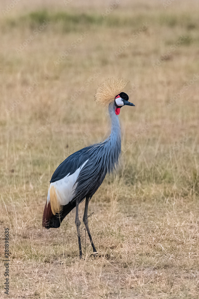 Fototapeta premium Grey Crowned Crane, Balearica regulorum, beautiful bird in Tanzania, portrait