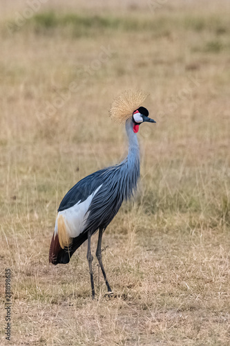 Grey Crowned Crane, Balearica regulorum, beautiful bird in Tanzania, portrait