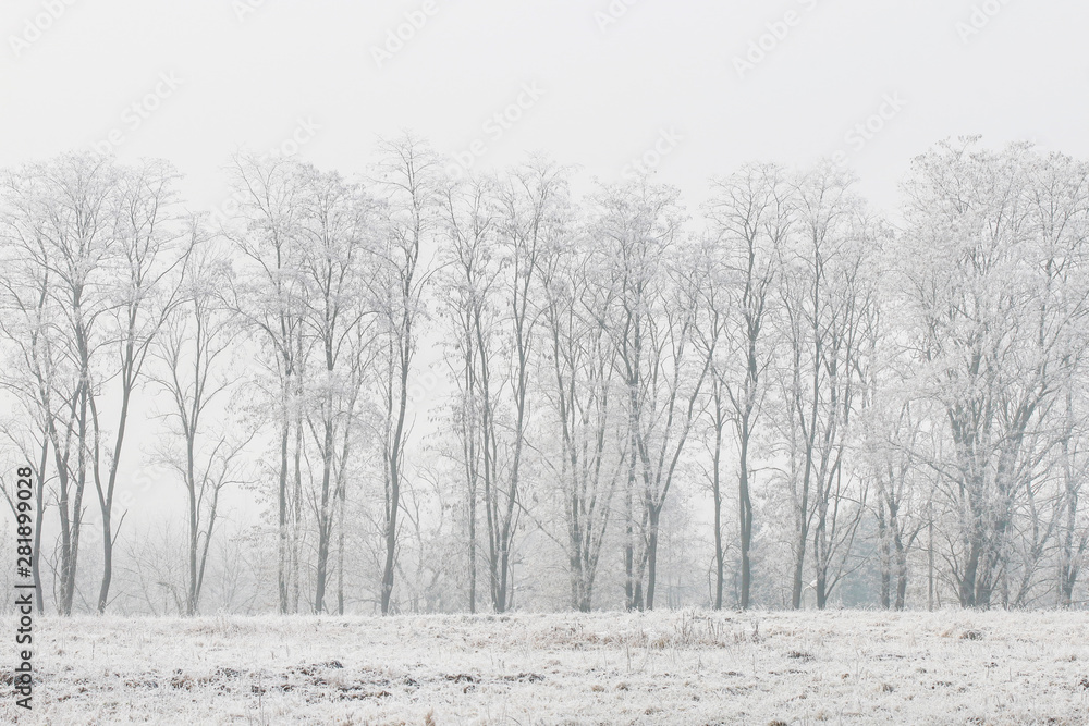 Fototapeta premium Frosted trees in the morning in the countryside