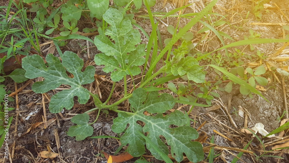 Watermelon shoots, one of the agricultural crops with good business value Watermelon shoots, one of the agricultural crops with good business value