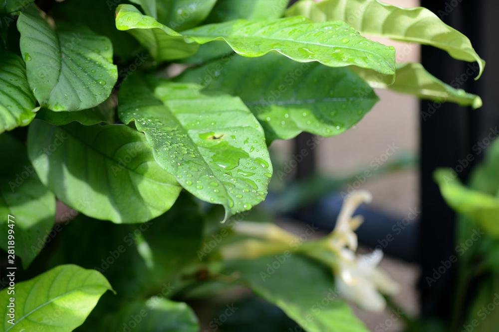 Green leaves with raindrops close-up in a tropical garden Green leaves with raindrops close-up in a tropical garden