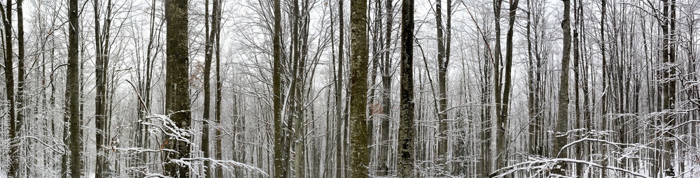 winter panorama in the forest winter panorama in the forest
