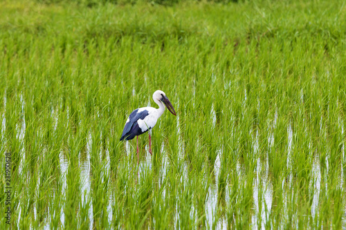 White stork (Ciconia ciconia) hunting.