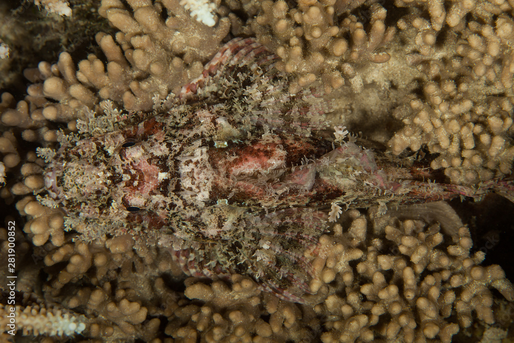 Scorpionfish, Scorpaenidae are a family of mostly marine fish that includes many of the world's most venomous species Scorpionfish, Scorpaenidae are a family of mostly marine fish that includes many of the world's most venomous species