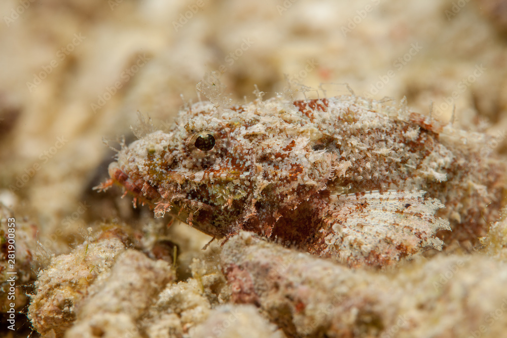 Scorpionfish, Scorpaenidae are a family of mostly marine fish that includes many of the world's most venomous species Scorpionfish, Scorpaenidae are a family of mostly marine fish that includes many of the world's most venomous species