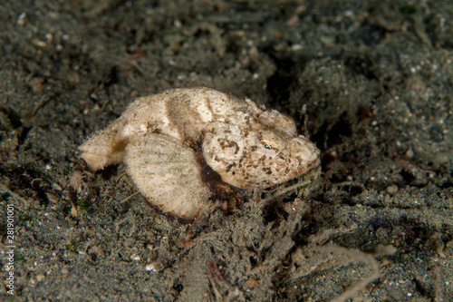 Scorpaenopsis diabolus, the false stonefish or the devil scorpionfish
