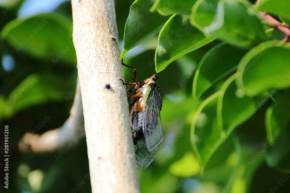 Cicada in Japan,summer vacation Cicada in Japan,summer vacation