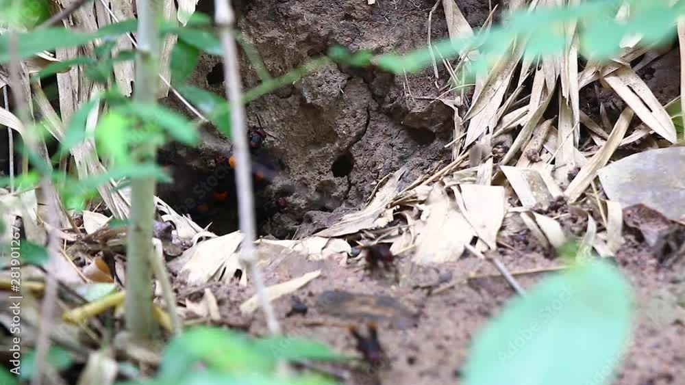 wasps's nest in the ground. Jack predatory wasps. wasps's nest in the ground. Jack predatory wasps.