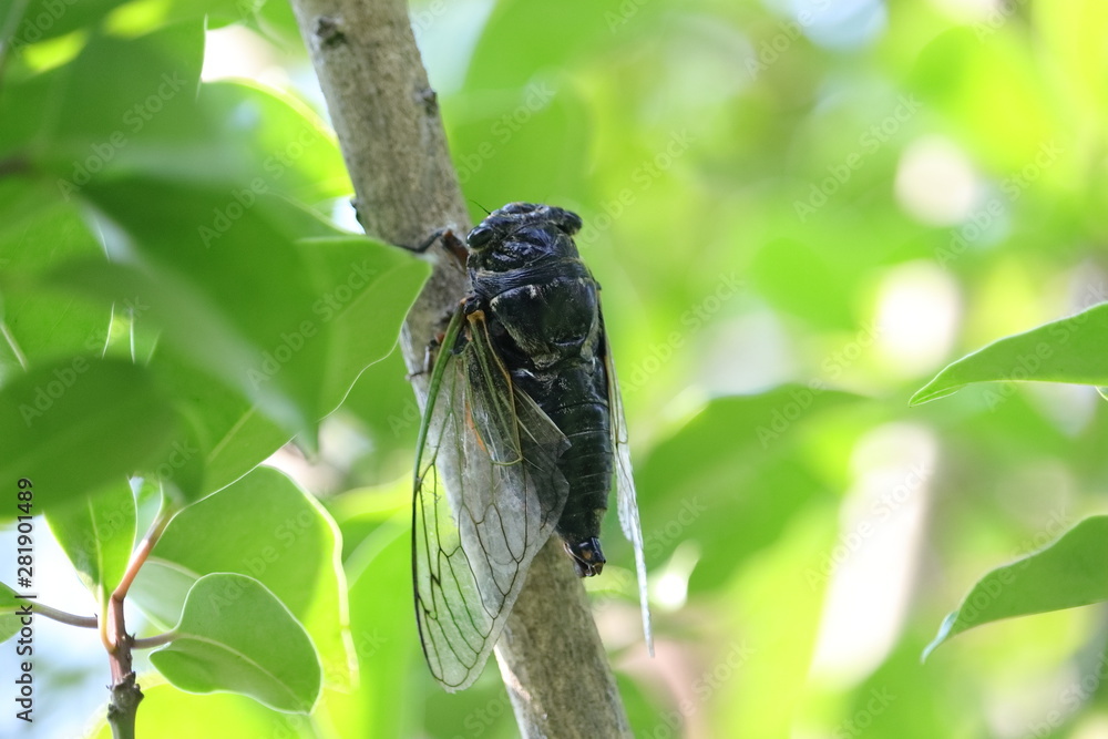 Cicada in Japan,summer vacation