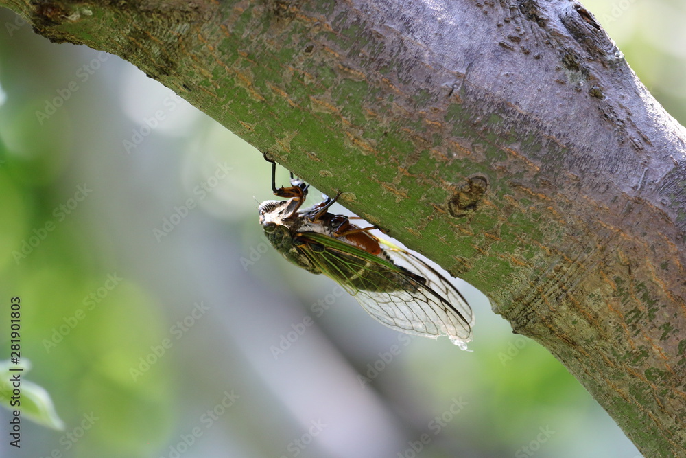 Cicada in Japan,summer vacation