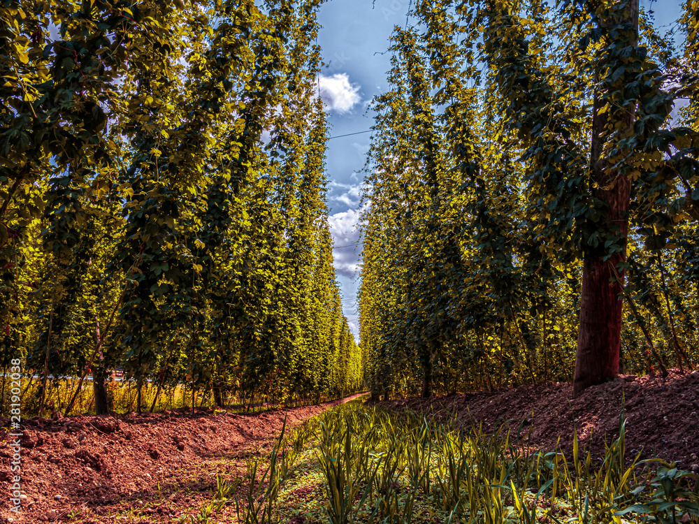 Fototapeta premium Bavarian Original and traditional Hop garden with its great symmetry