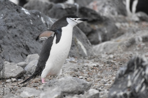 manchot à jugulaire péninsule antarctique © Stéphane