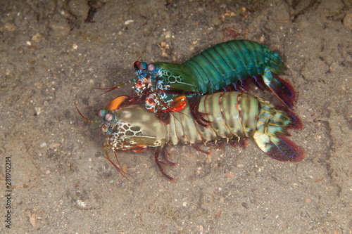 Peacock mantis shrimp  harlequin mantis shrimp  painted mantis shrimp  or clown mantis shrimp  Odontodactylus scyllarus