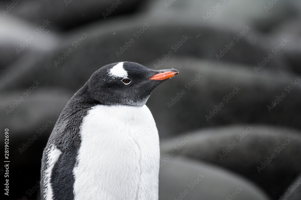 Naklejka premium manchot papou