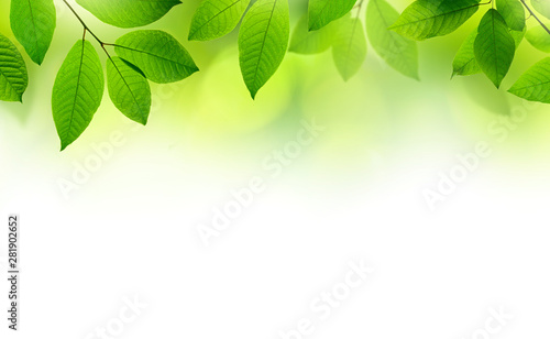 Green leaves border background.