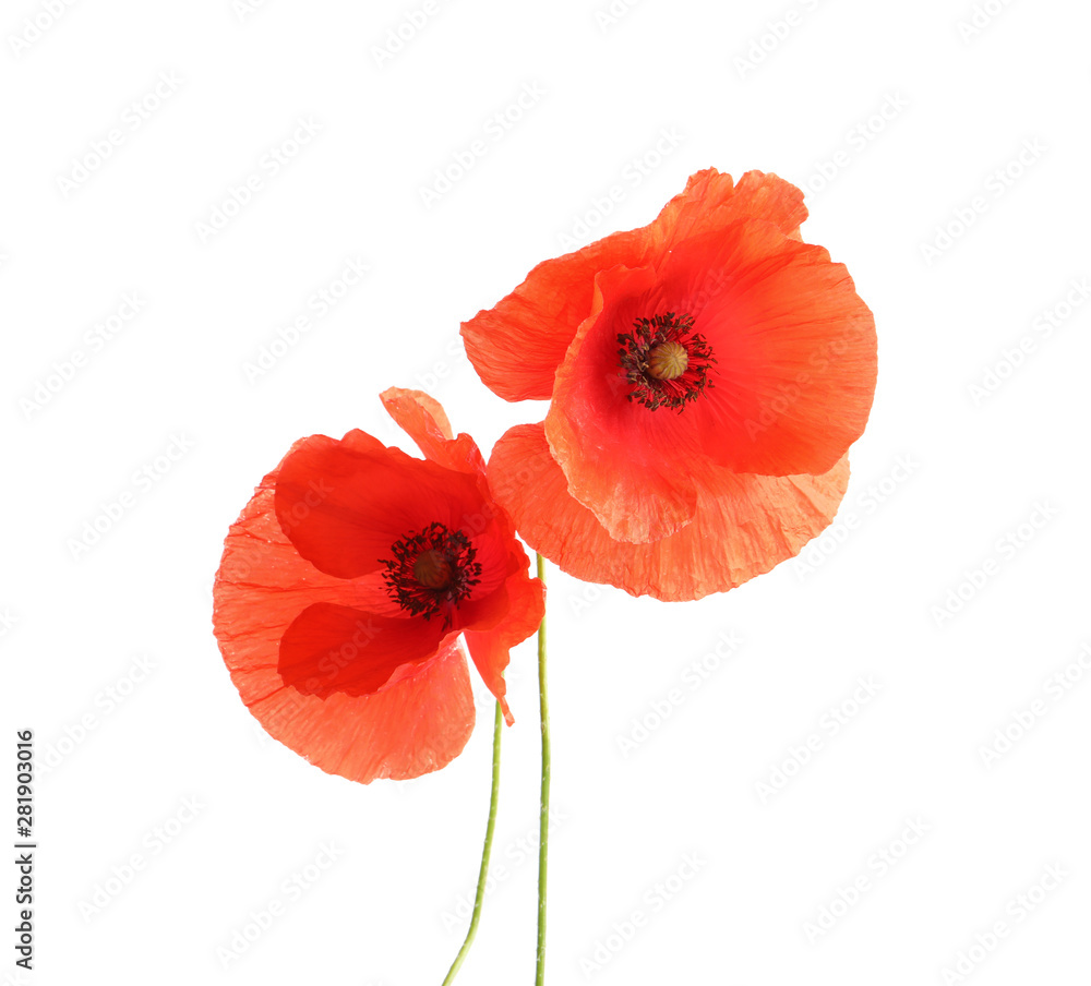 Obraz premium Świeże czerwone kwiaty maku na białym tle