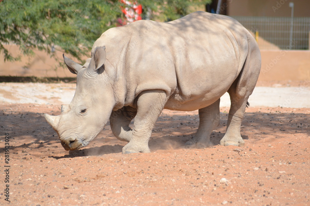 Obraz premium rhinoceros