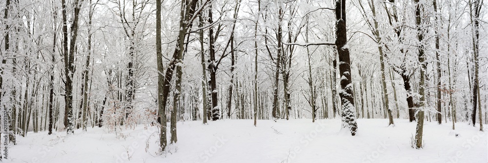 Fototapeta premium winter panorama in the forest
