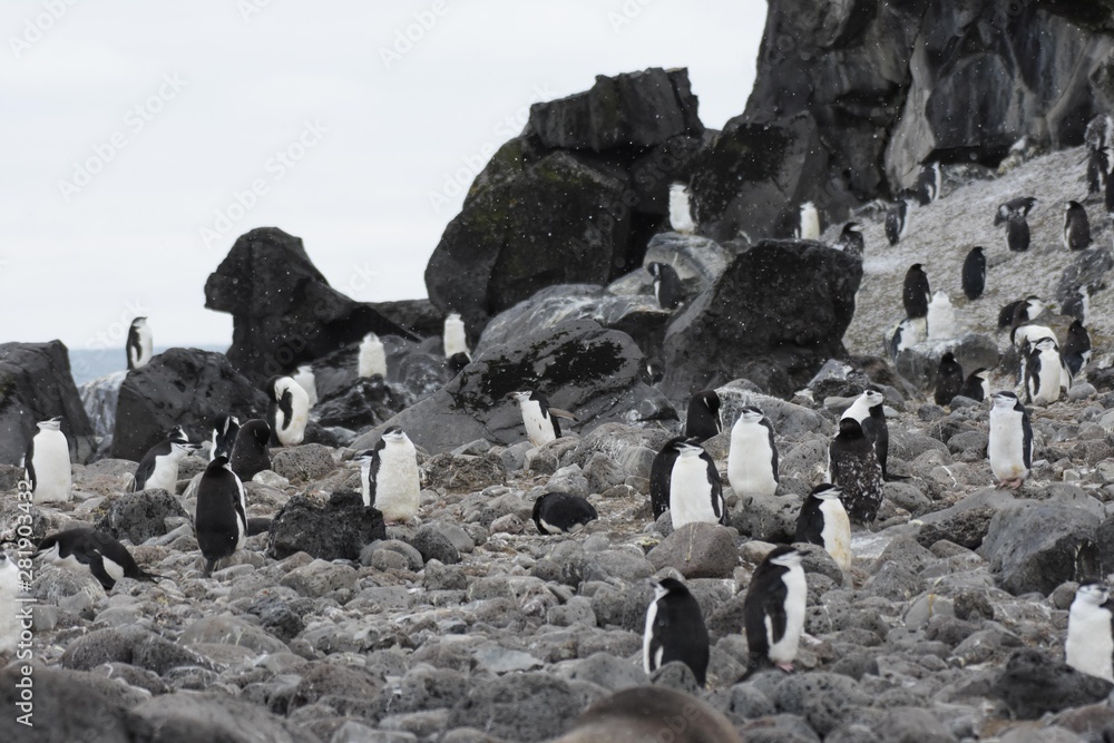 Obraz premium manchots en antarctique