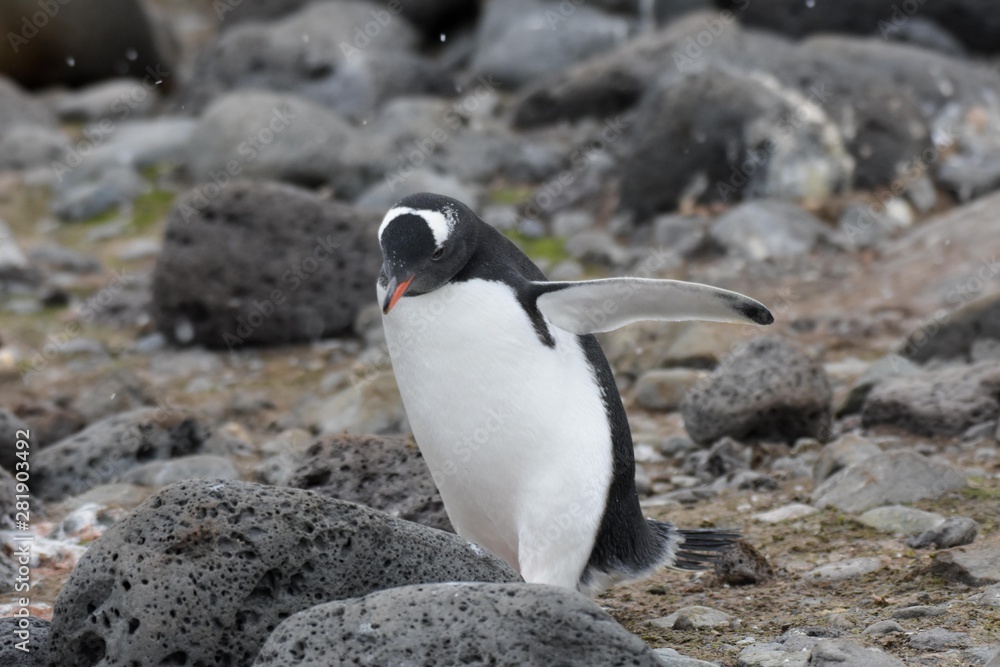 Fototapeta premium manchot sur l'ile penguin