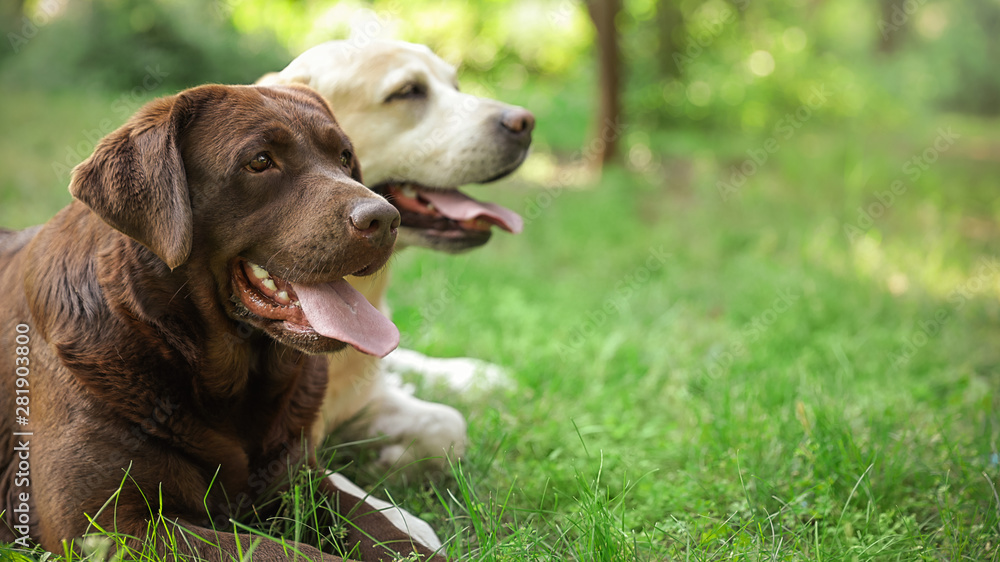 Funny Labrador Retriever dogs in green summer park Funny Labrador Retriever dogs in green summer park