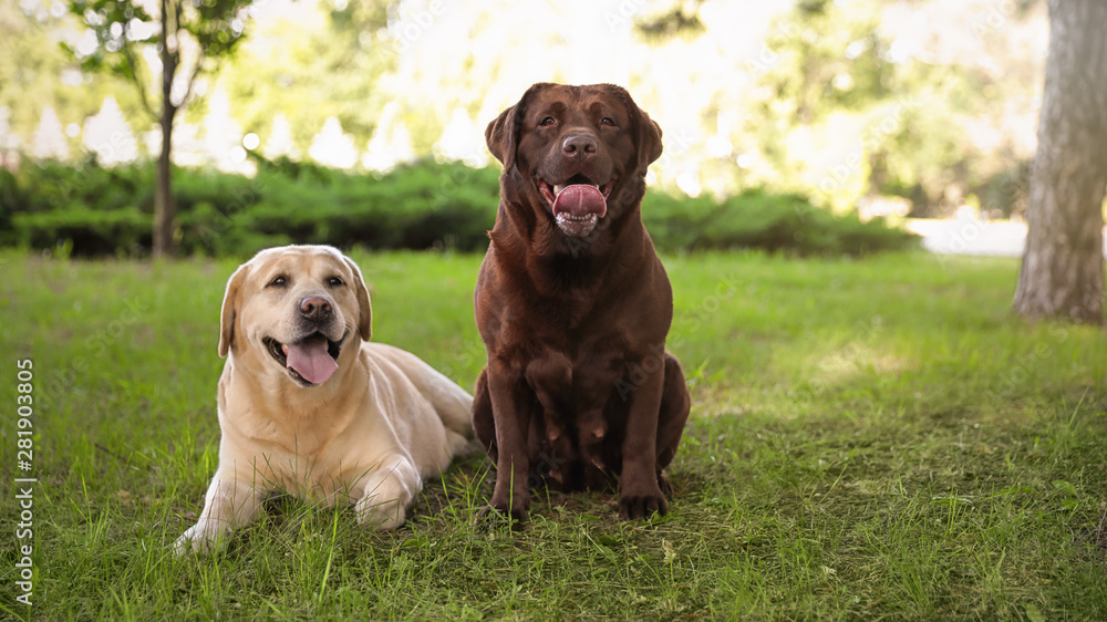 Cute Labrador Retriever dogs on green grass in summer park - obrazy, fototapety, plakaty 