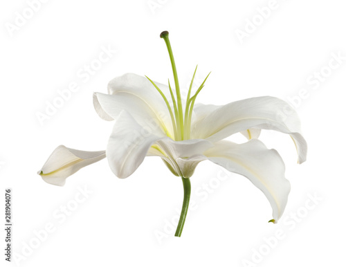 Beautiful lily on white background. Funeral flower