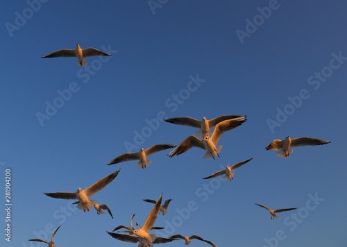 Seagulls flying in a blue sky
