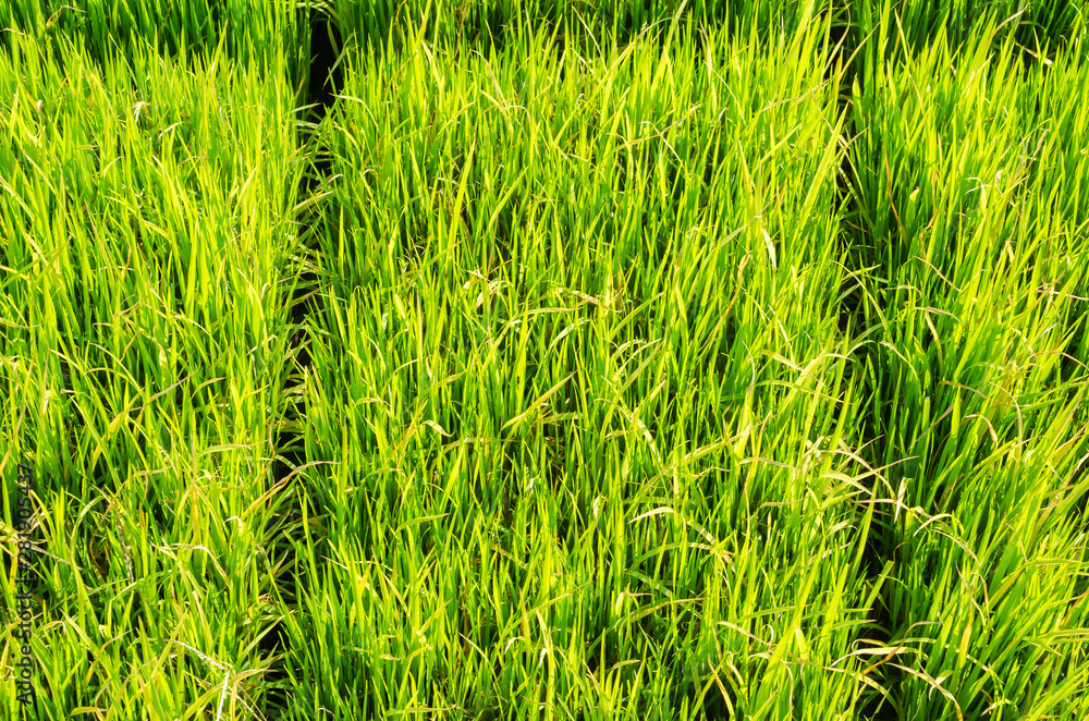 Fototapeta premium The green rice tree in the field and blurred background