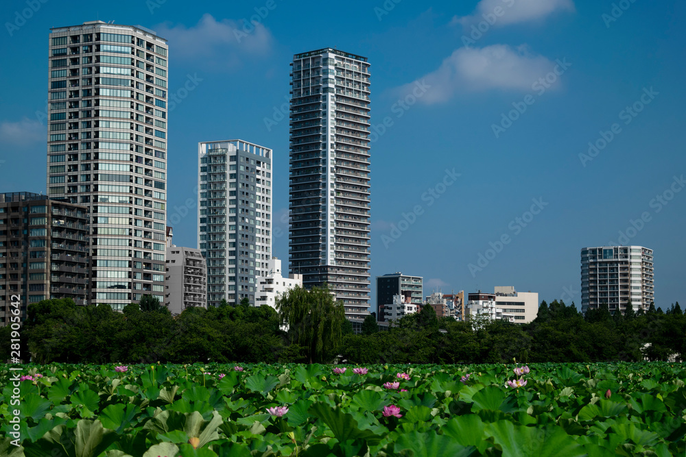 Fototapeta premium Lotus Blossoms Tokyo