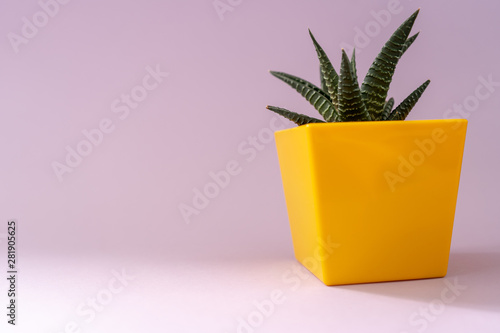 Close-up of a small aloe plant in a yellow pot on a pink background. Useful plant, treatment, care. 