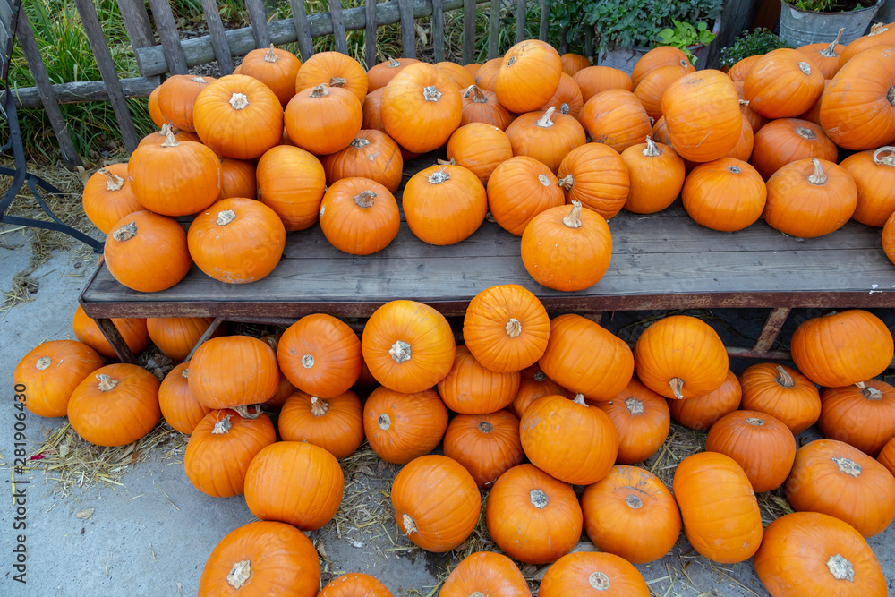 sehr viele orange Kürbisse liegen auf einer Holzbank