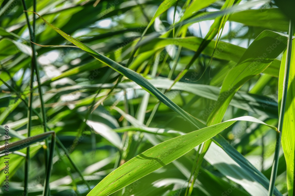 green reed cane grass background in sunrise summer green reed cane grass background in sunrise summer