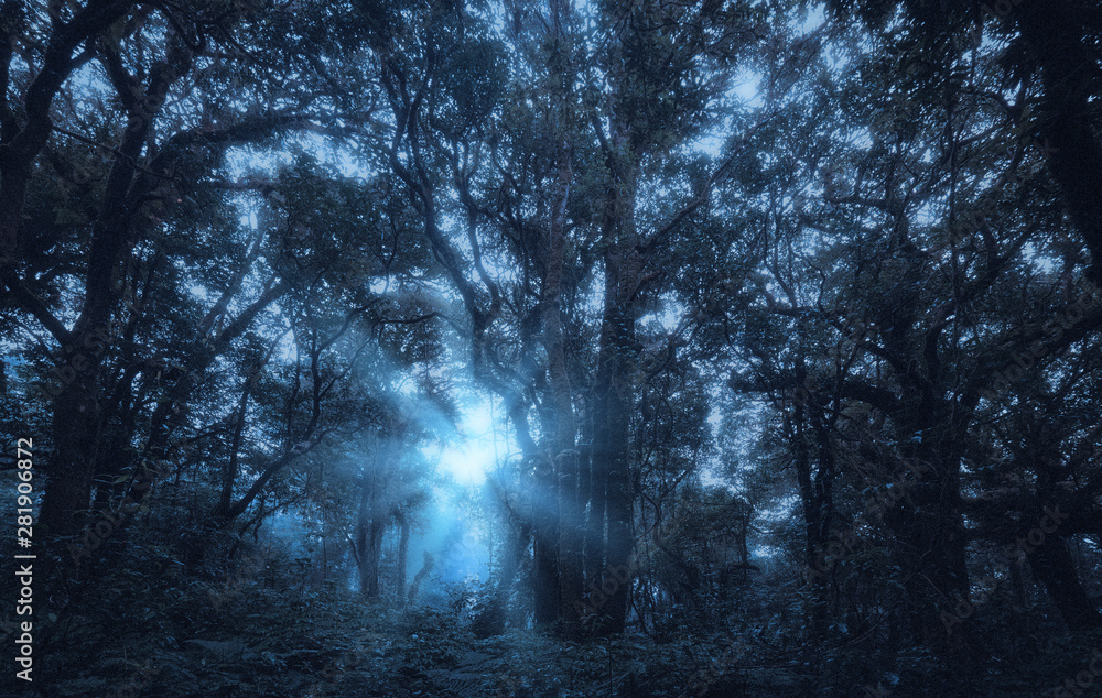 Fototapeta premium Dark night forest ,dark scary halloween woods, darkness landscape