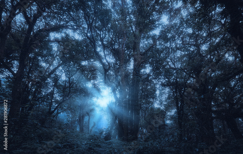 Dark night forest ,dark scary halloween woods, darkness landscape © LOVEis