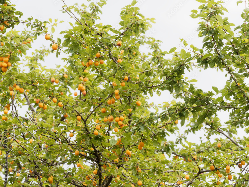 Prunus domestica | Mirabellier aux branches chargées de mirabelles jaunes dorées, gouteuses et sucrées Prunus domestica | Mirabellier aux branches chargées de mirabelles jaunes dorées, gouteuses et sucrées