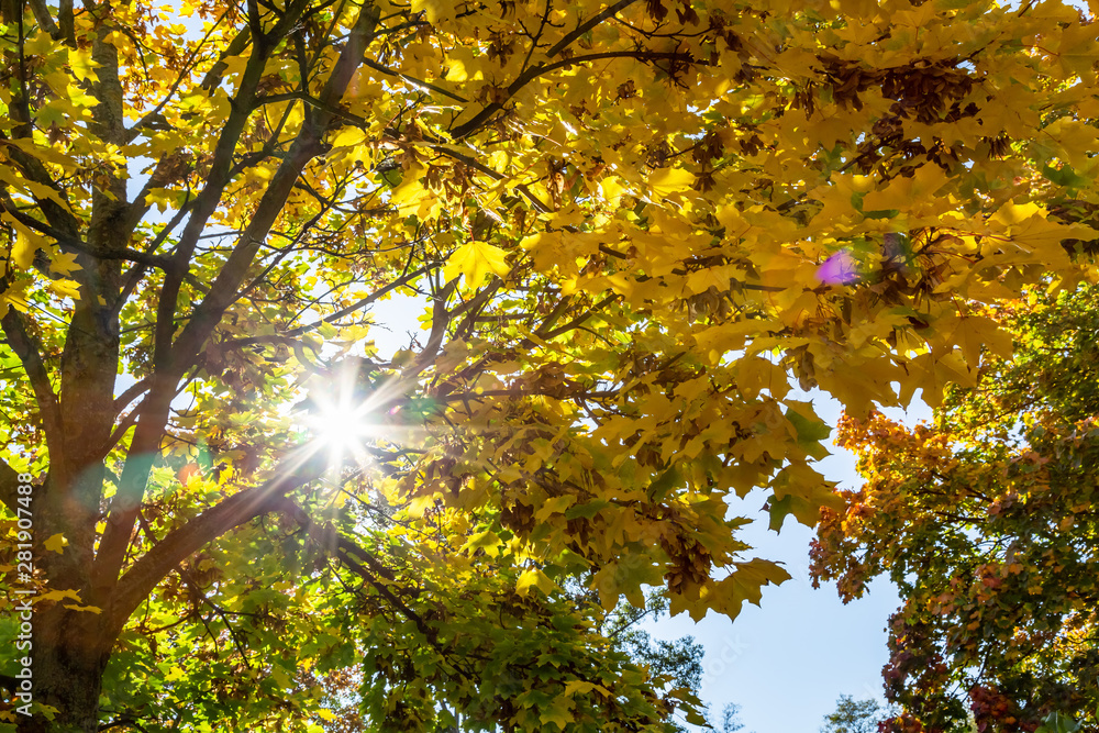 farbiges Herbstlaub an einem Baum, Ahorn