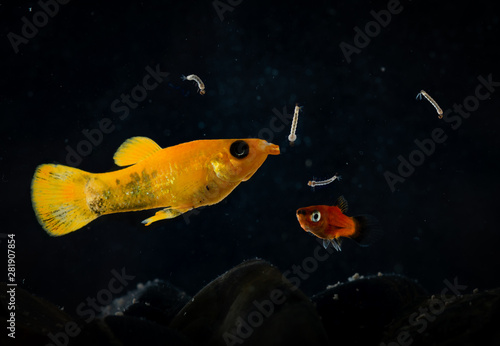 Photography Lyretail molly Poecilia latipinna aquarium fish swimming to eat mosquito larvae
