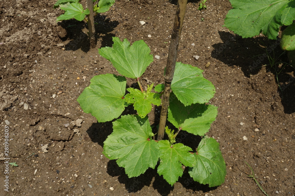 Obraz premium 田植え機と男性