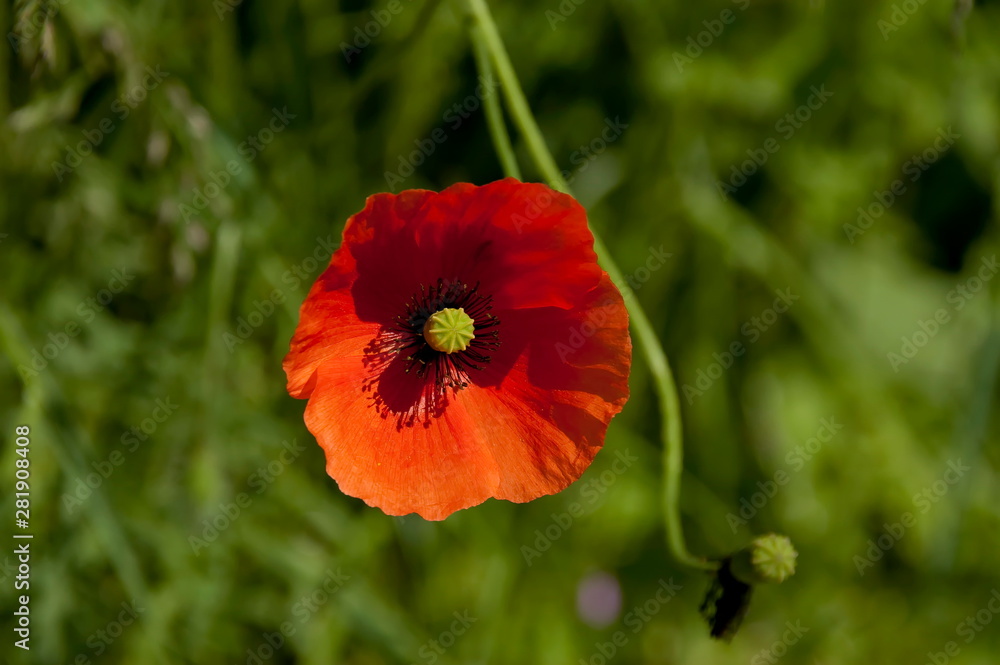 Poppies on green field in Plana mountain Bulgaria Poppies on green field in Plana mountain Bulgaria