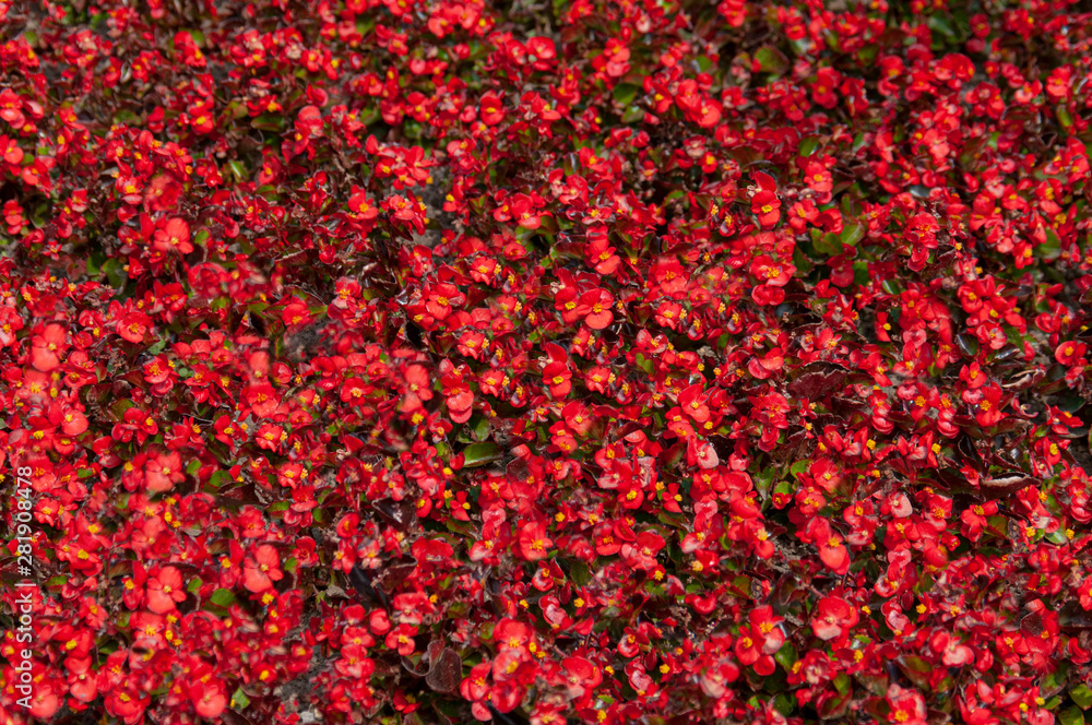 background of red leaves background of red leaves