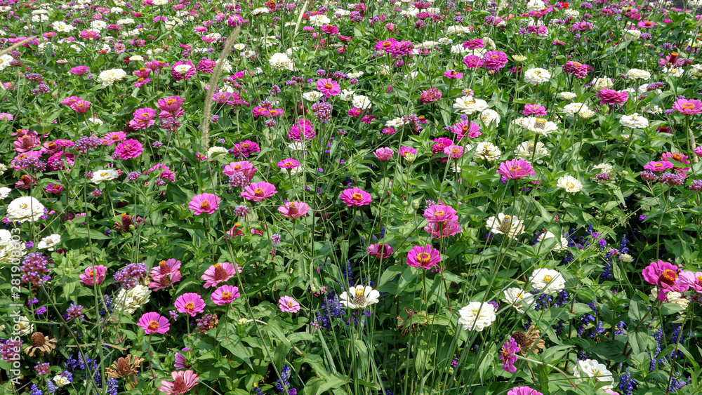 flowers in the garden flowers in the garden