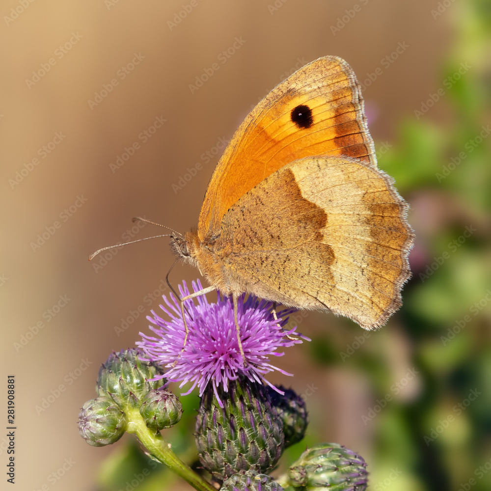 Obraz premium Großes Ochsenauge (Schmetterling) auf einer Distel