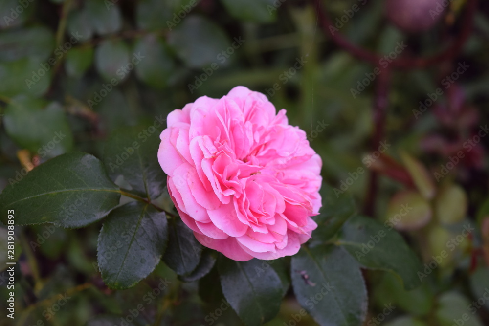 pink rose in the garden pink rose in the garden