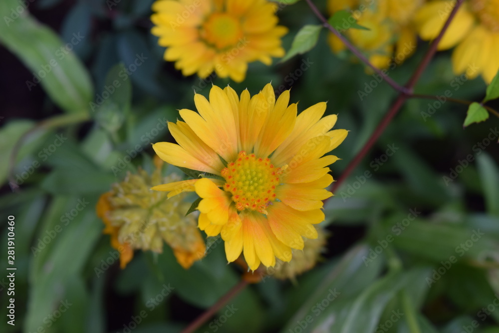 Gelbe Blume im Garten fotografiert Gelbe Blume im Garten fotografiert