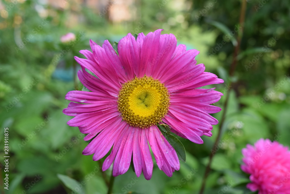 schöne pflanze in pink und mit gelbem punkt in der mitte schöne pflanze in pink und mit gelbem punkt in der mitte