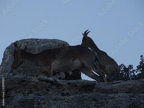 capra hispanica capra pirenayca  cabra montesa en el torcal de antequera photo