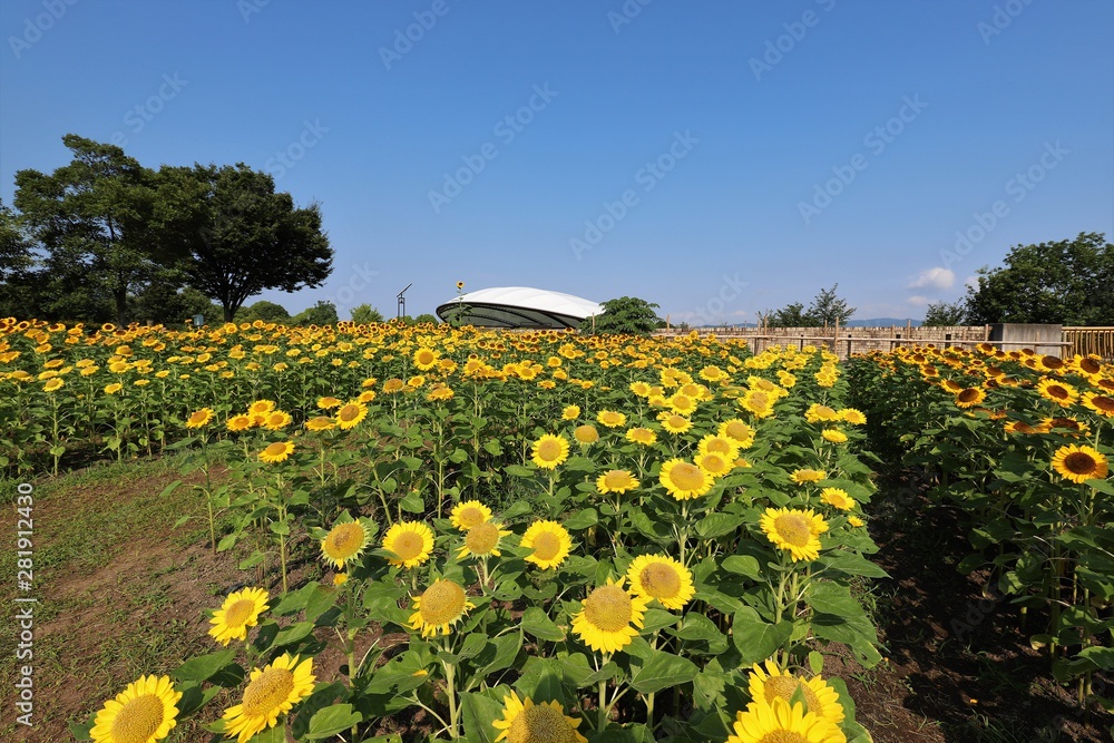 Obraz premium 馬見丘陵公園のひまわり畑